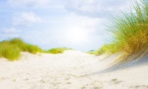 State of Florida Grass Beach Background