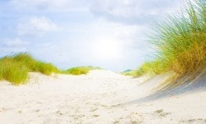 State of Florida Grass Beach Background