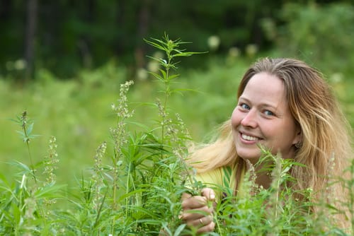 marijuana image