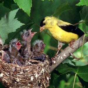 Adult children are returning to the nest and depending on their parents