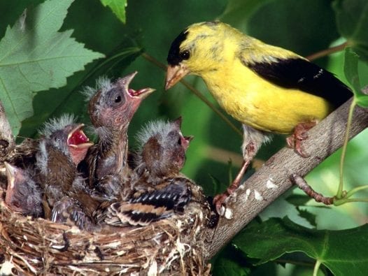 Financial Dangers Parents Face When Adult Children Live at Home Adult children are returning to the nest and depending on their parents