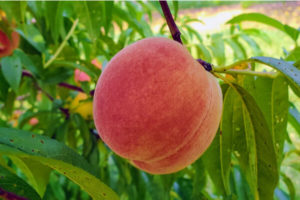 Georgia peach on a tree