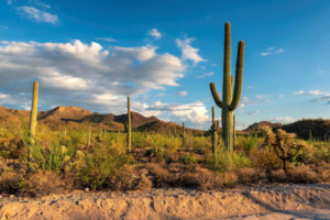 Desert and cactus scene in Arizona